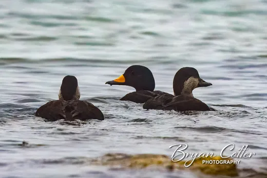 Black Scoter