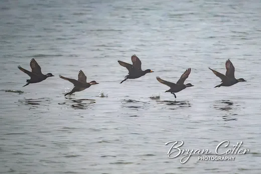 Black Scoter