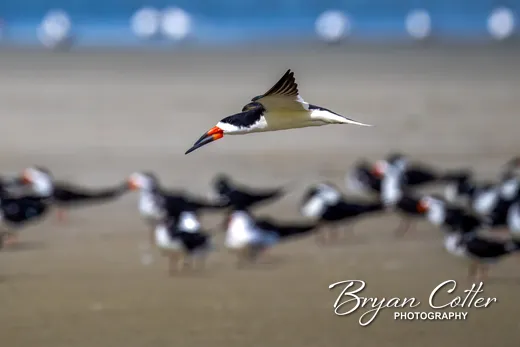 Black Skimmer