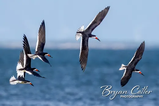 Black Skimmer