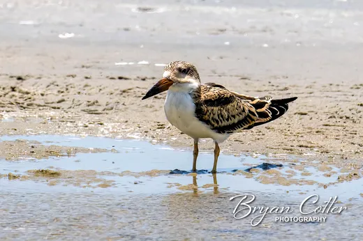 Black Skimmer