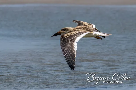 Black Skimmer