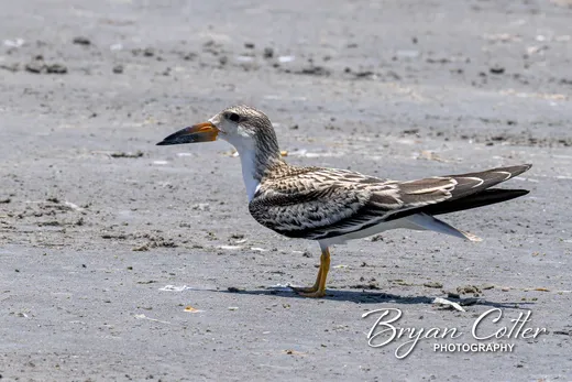 Black Skimmer
