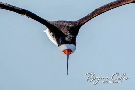 Black Skimmer