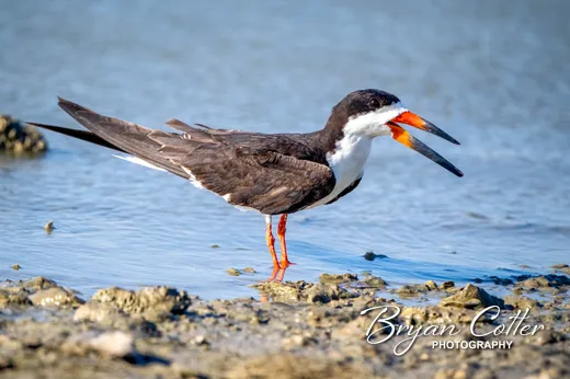 Black Skimmer