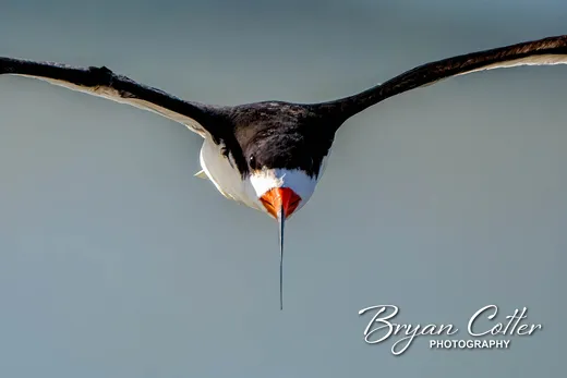 Black Skimmer