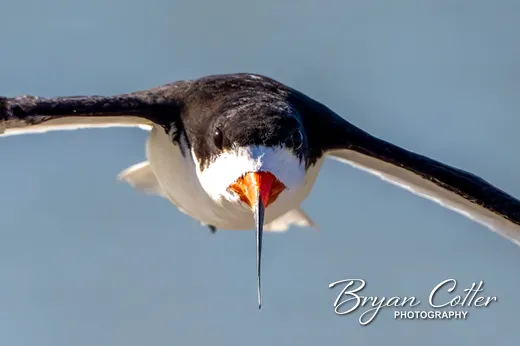 Black Skimmer