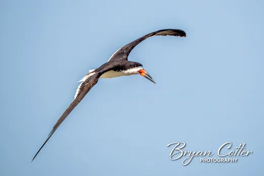 Black Skimmer