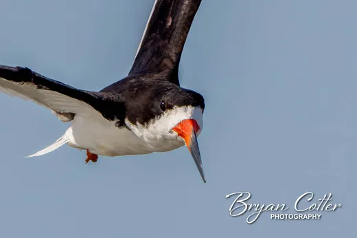 Black Skimmer