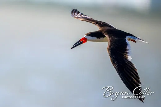Black Skimmer