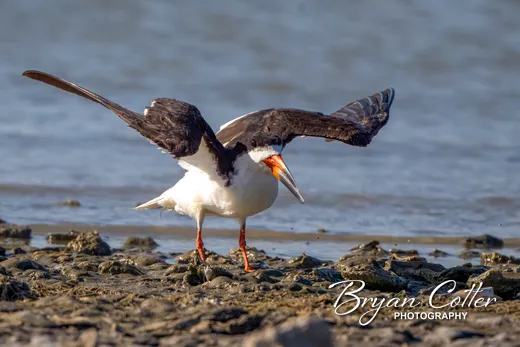 Black Skimmer