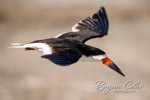 Black Skimmer