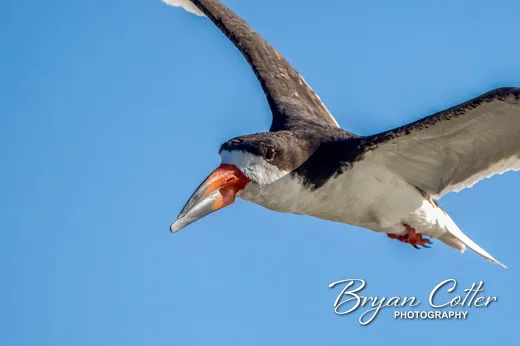 Black Skimmer