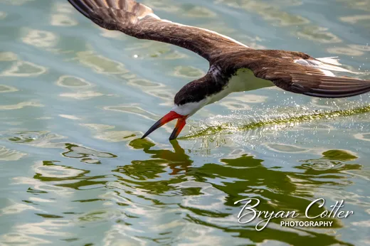 Black Skimmer