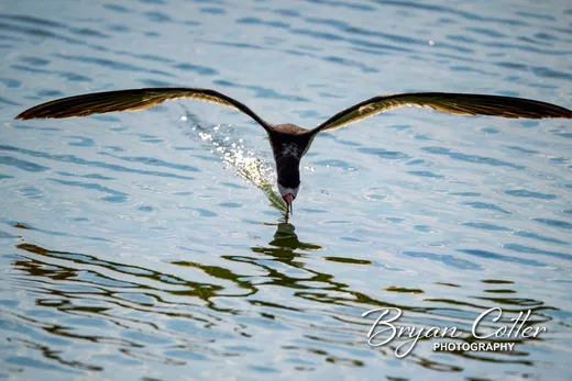 Black Skimmer