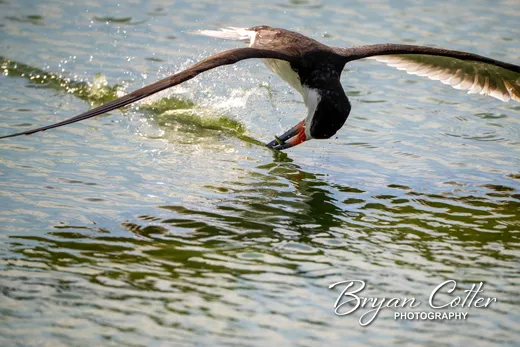 Black Skimmer