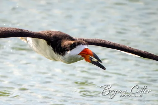 Black Skimmer