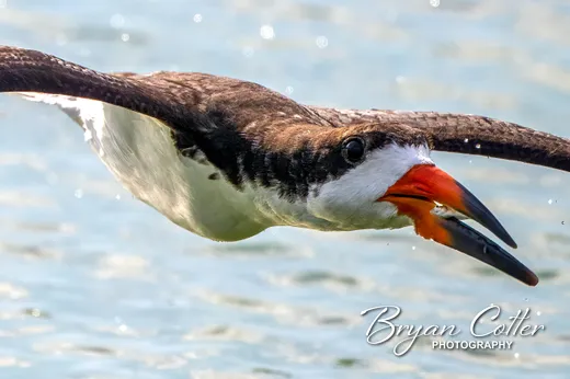 Black Skimmer