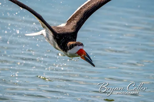 Black Skimmer