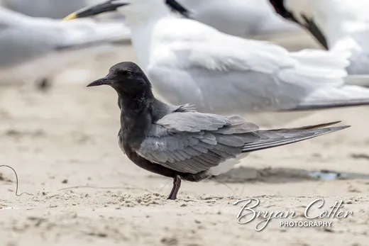 Black Tern