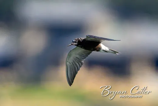 Black Tern