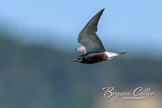 Black Tern