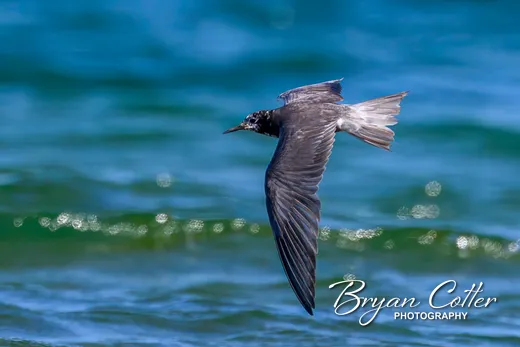 Black Tern