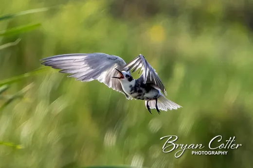 Black Tern