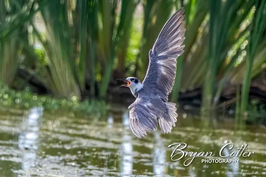Black Tern