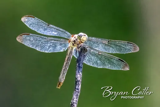 Blue Dasher photographed in Texas by Bryan Cotter