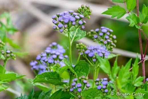 Blue Mistflower