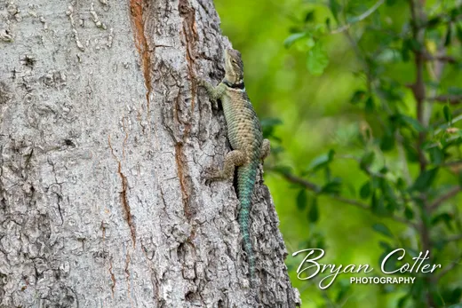 Blue Spiny Lizard