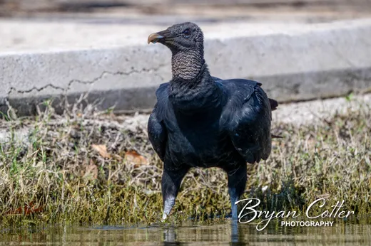 Black Vulture