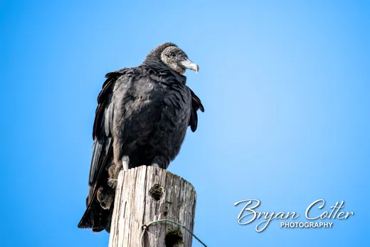 Black Vulture