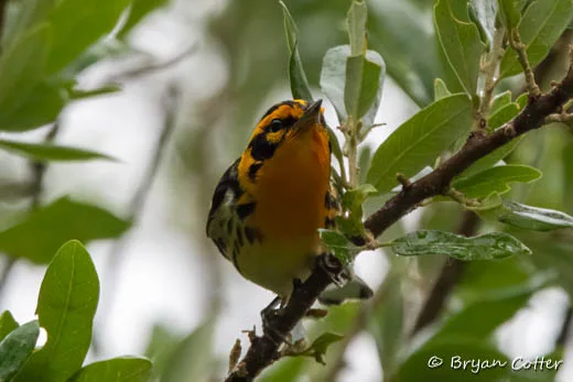 Blackburnian Warbler