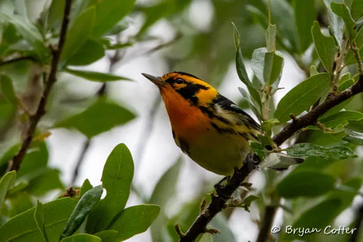Blackburnian Warbler