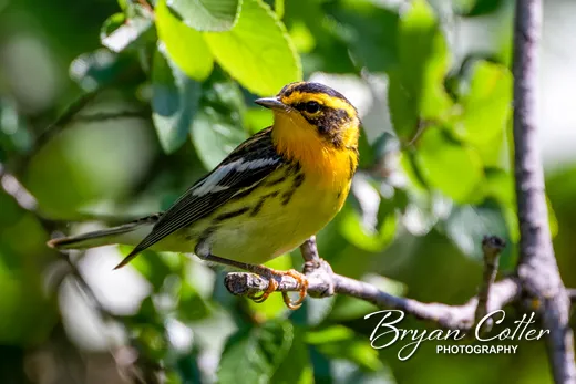 Blackburnian Warbler