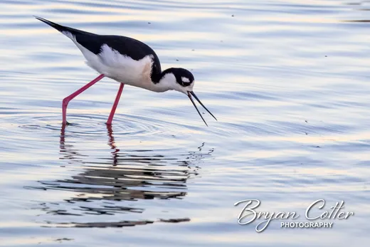 Black-necked Stilt photographed in Texas by Bryan Cotter