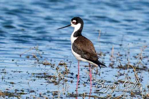 Black-necked Stilt