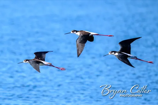 Black-necked Stilt