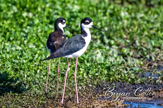 Black-necked Stilt