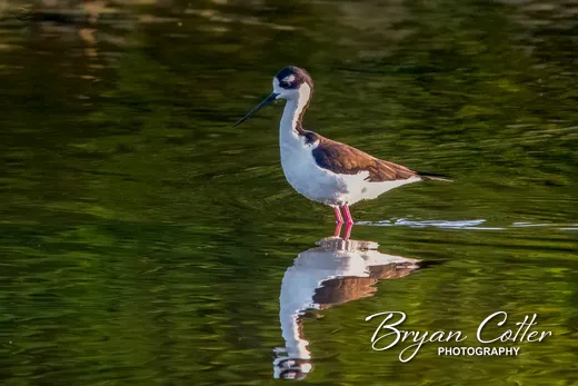 Black-necked Stilt