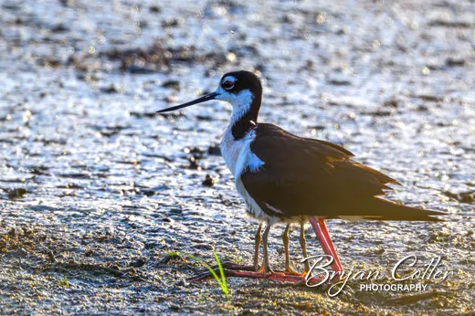 Black-necked Stilt