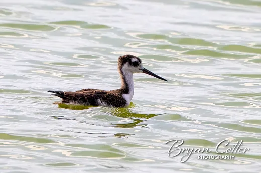 Black-necked Stilt photographed in the Coastal Bend region of Texas by Bryan Cotter