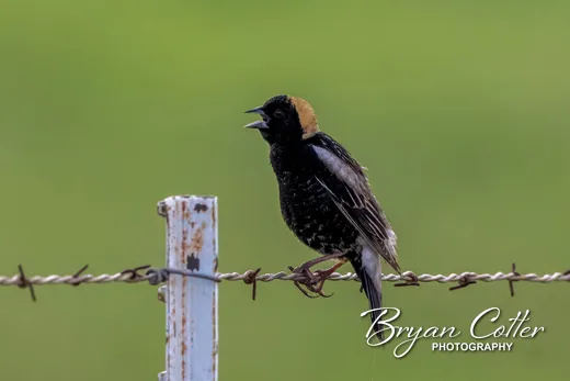 Bobolink photographed in Texas by Bryan Cotter