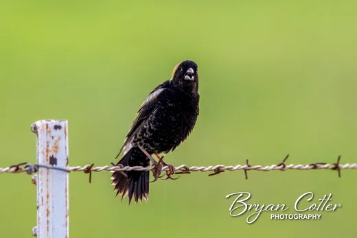 Bobolink
