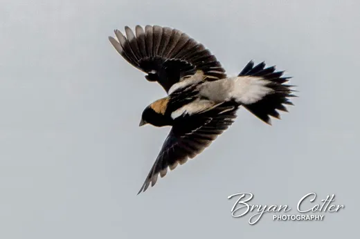 Bobolink