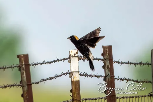 Bobolink