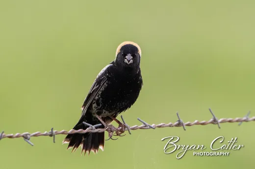 Bobolink