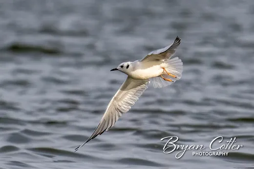 Bonaparte's Gull
